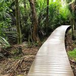 kitekite falls track piha