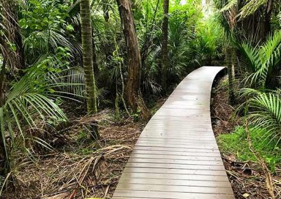 kitekite falls track piha