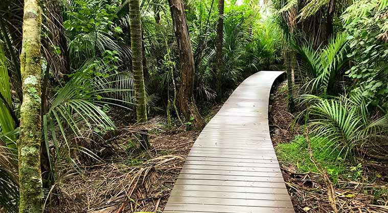 kitekite falls track piha